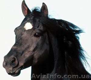 Ветеринарная клиника #833349