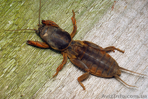 Народная медицина от туберкулеза #820858