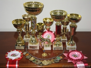 Продаются щенята дратхаар #820386