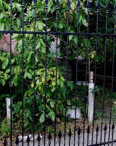 Забор металлический  #832935