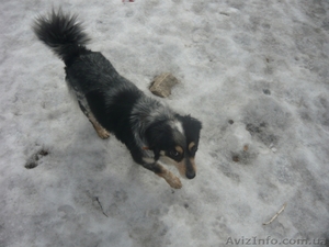 ищу хозяев                         #833384