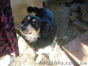 подарю взрослых дворняг-охранников #830550