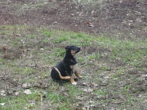 подарю щенков дворняжек #830547