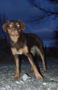 Метис Лабрадора 1, 5 года #820166