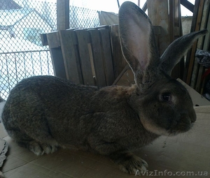 Кролики крупной породы #832801