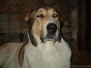 Продам щенков среднеазиатской овчарки (алабай) #817891