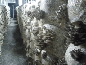 Продам действующий грибной бизнес. Сергей ,  067-12-999-44 #821189