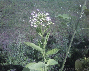 Семена табака курительного #826717