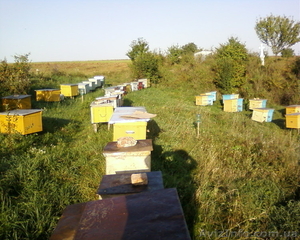 Гречаний мед з власної пасіки #831679