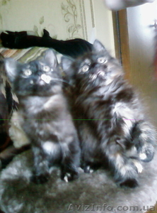 подарю котят черепахового окраса #819047