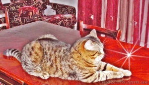 Шотландский 