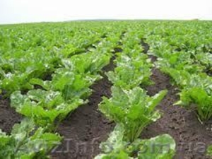 Гербициды,  фунгициды,  инсектициды #828332