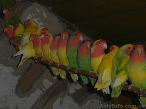 Неразлучники розовощёкие оптом #829918