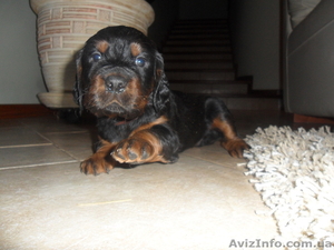 щенки шотландского сеттера #815821