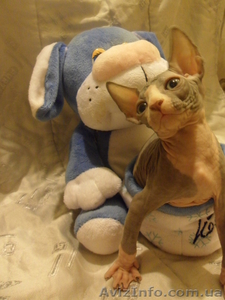 продам котёнка канадского сфинкса #829938