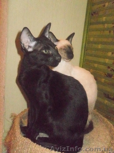 Кошки ориентальной породы. Хороший друг для ваших детей #817379