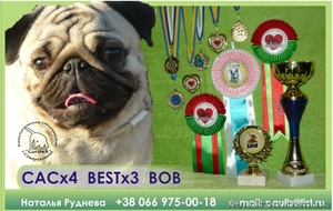 Кобель мопса ищет подругу #825576