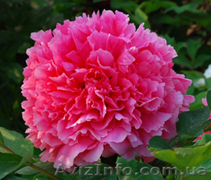 Древовидные пионы,  травянистые пионы – более 70 сортов  #816431