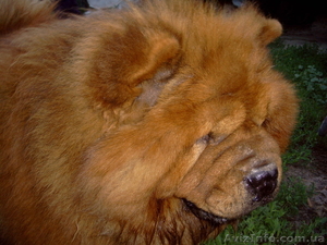 ВЯЗКА ЧАУ-ЧАУ кобель #821490