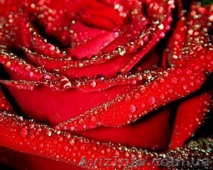 саженцы роз,  виноград #833416