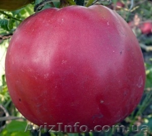 Предлагаю семена томатов             #785165