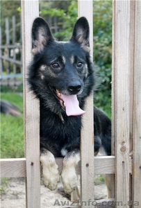 Душевный пес для душевных хозяев #816417