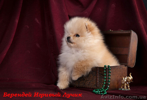 щенки померанского шпица,  Тип , , медвежонок, , Доставка по Украине #437037