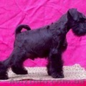 продам  щенков  породы  цвергшнауцер 1девочка и4  мальчика #820907