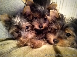 Ценки йоркширского терьера. 4 месяца. #831625
