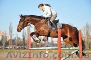 Уроки верховой езды #828725