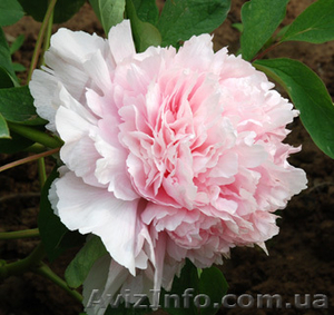 Древовидные и травянистые пионы,  Ито гибриды – более 70 сортов #826066