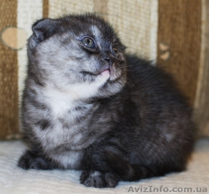 Шотландские котята (фолд и страйт) #820025