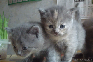 шотландские котята страйт #840506