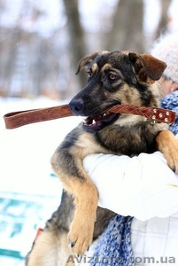 Отдам в хорошие руки собаку,  метис немецкой овчарки,  Айна,  12 мес. #810251