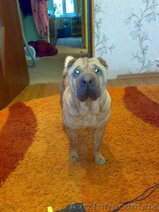 Отдам Шар-пея бесплатно #847199