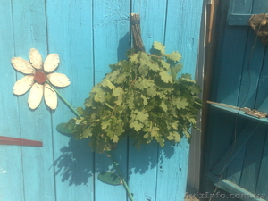 Веники банные дубовые #834015