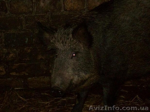 Продам дикі свинки #838105