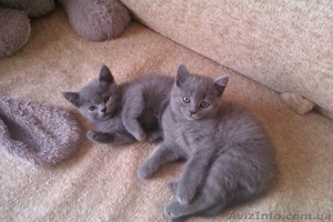 Котята Шотландские  #843920