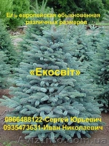 Ель европейская обыкновенная различных размеров #837696