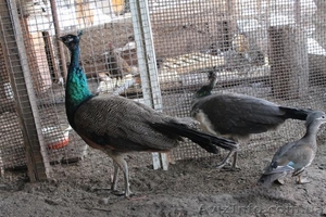 Павлин индийский #834972