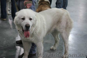 Предлагаю кабелей на вязку #836770