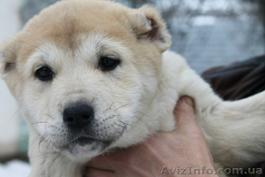 Продам очаровательных щенков кавказкой овчарки #838269