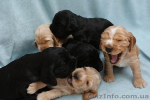 продаются щенки английского кокер спаниеля! #834094