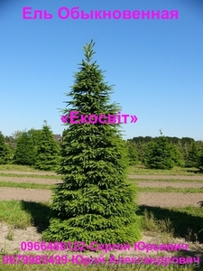 Ель Обыкновенная по ценам производителя #837698