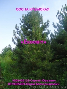 Саженцы сосны крымской #837704