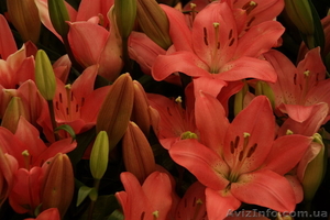 Туры в Израиль для самостоятельных #847573