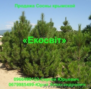 Продажа Сосны крымской #837705