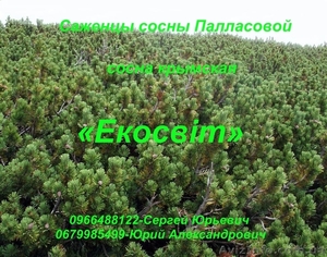 Саженцы сосны Палласовой черной #837706