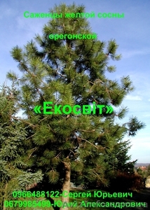 Саженцы желтой сосны #837708