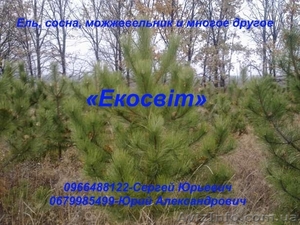 Ель,  сосна,  можжевельник и многое другое #837709